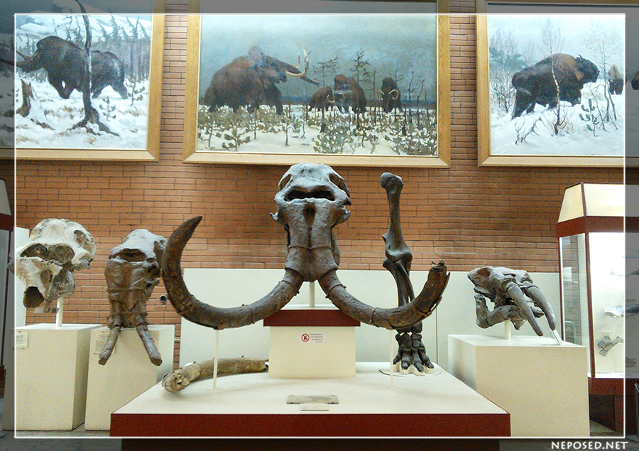 Палеонтологический музей