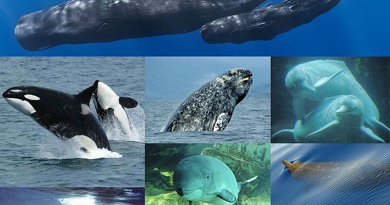 Ikan Pesut Berkembang Biak Dengan Cara