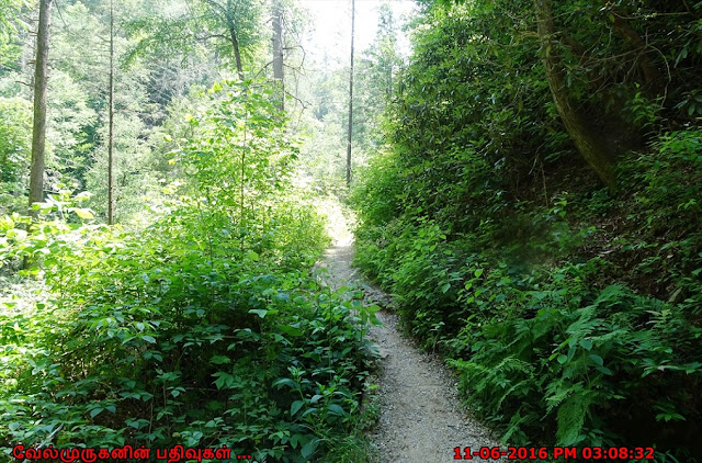 Helton Creek Falls Trail