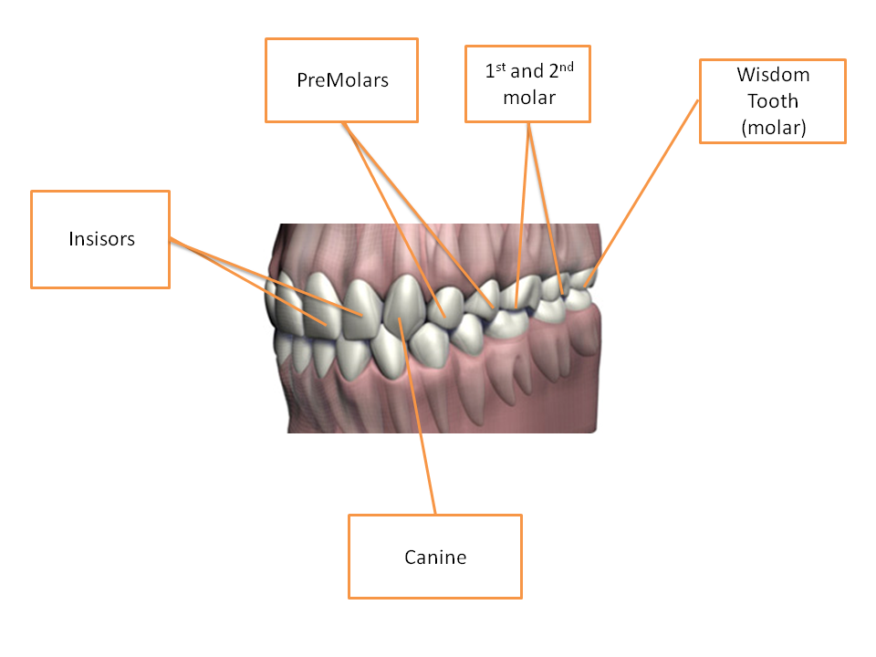 Dental Health Secrets أسرار طب الأسنان: Teeth names and functions