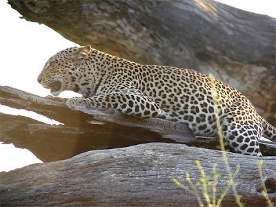 Leopard at Sambura National Reserve, Kenya Leopard at Sambura National Reserve, Kenya