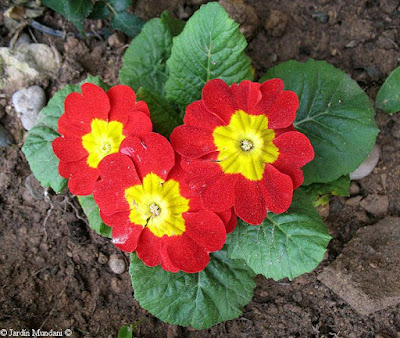 primula tres creus