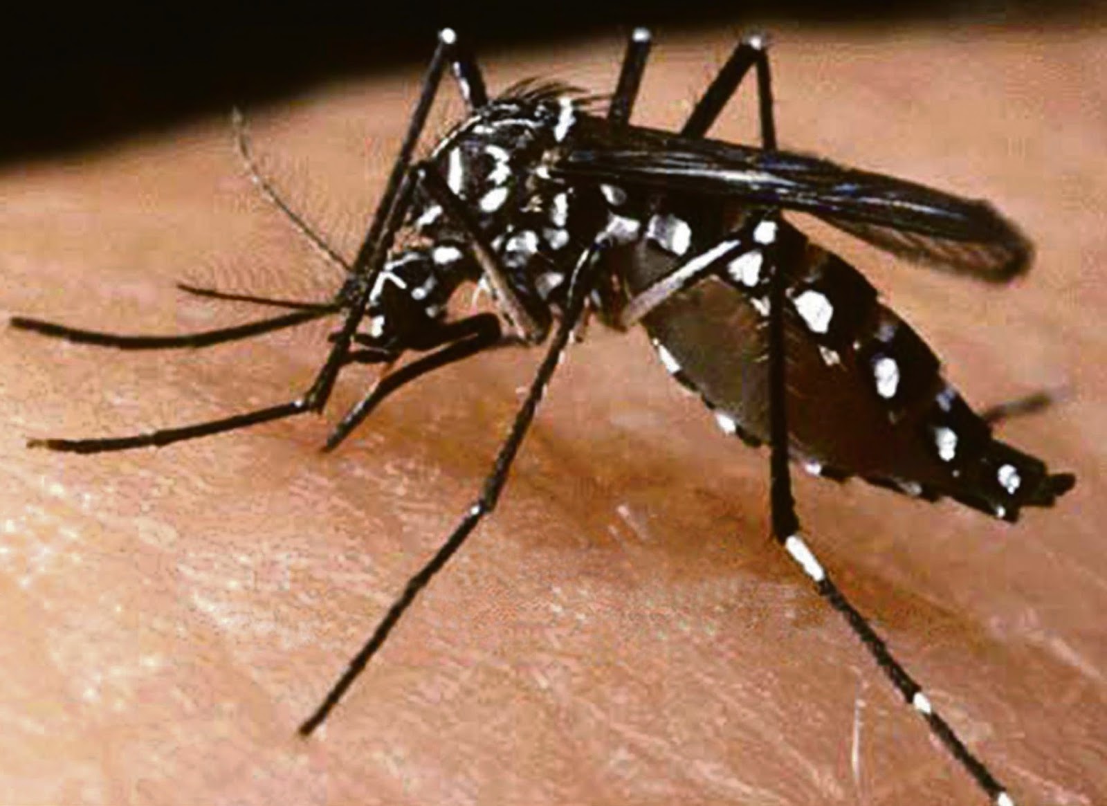 Hening Cahya Ridhayanti: JENIS NYAMUK (AEDES AEGYPTI)