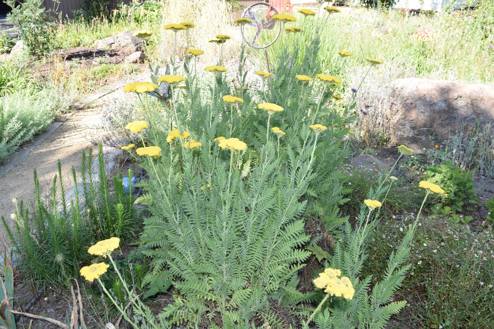 Тысячелистник 'Coronation Gold'