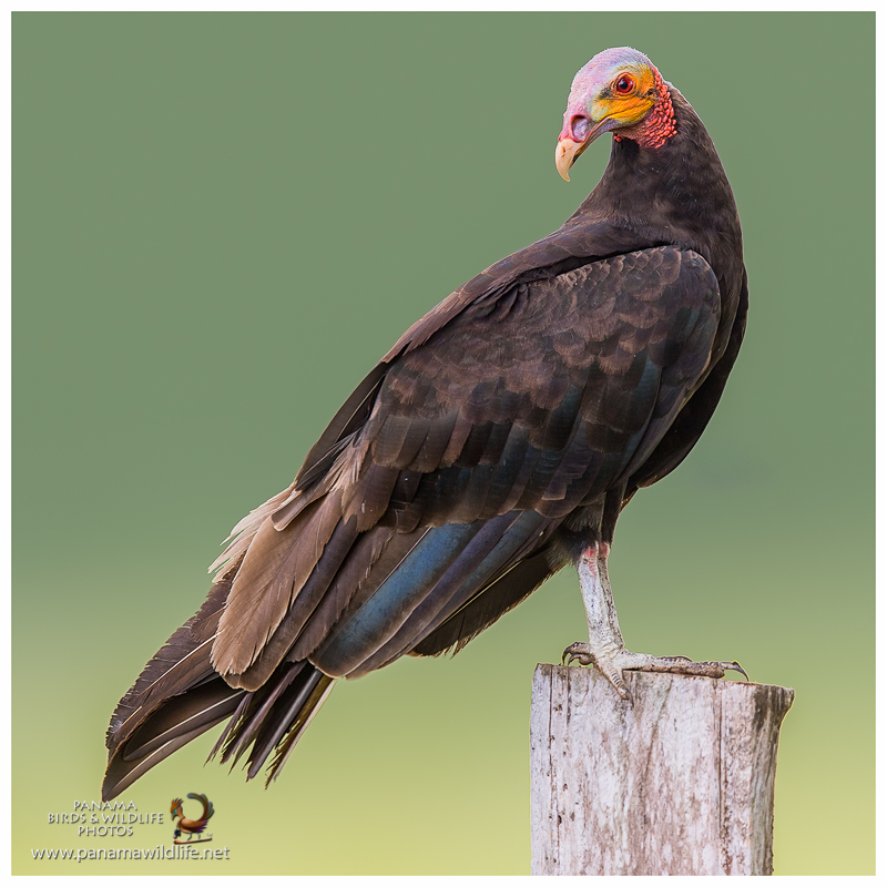 Featured family Vultures of Panama