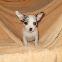white toy chihuahua puppies for sale