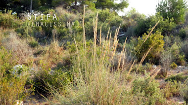 Alternativas a la hierba de la Pampa: Stipa tenacissima 