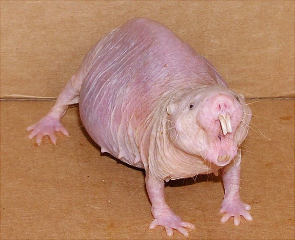 Naked-Mole-Rat-.jpg