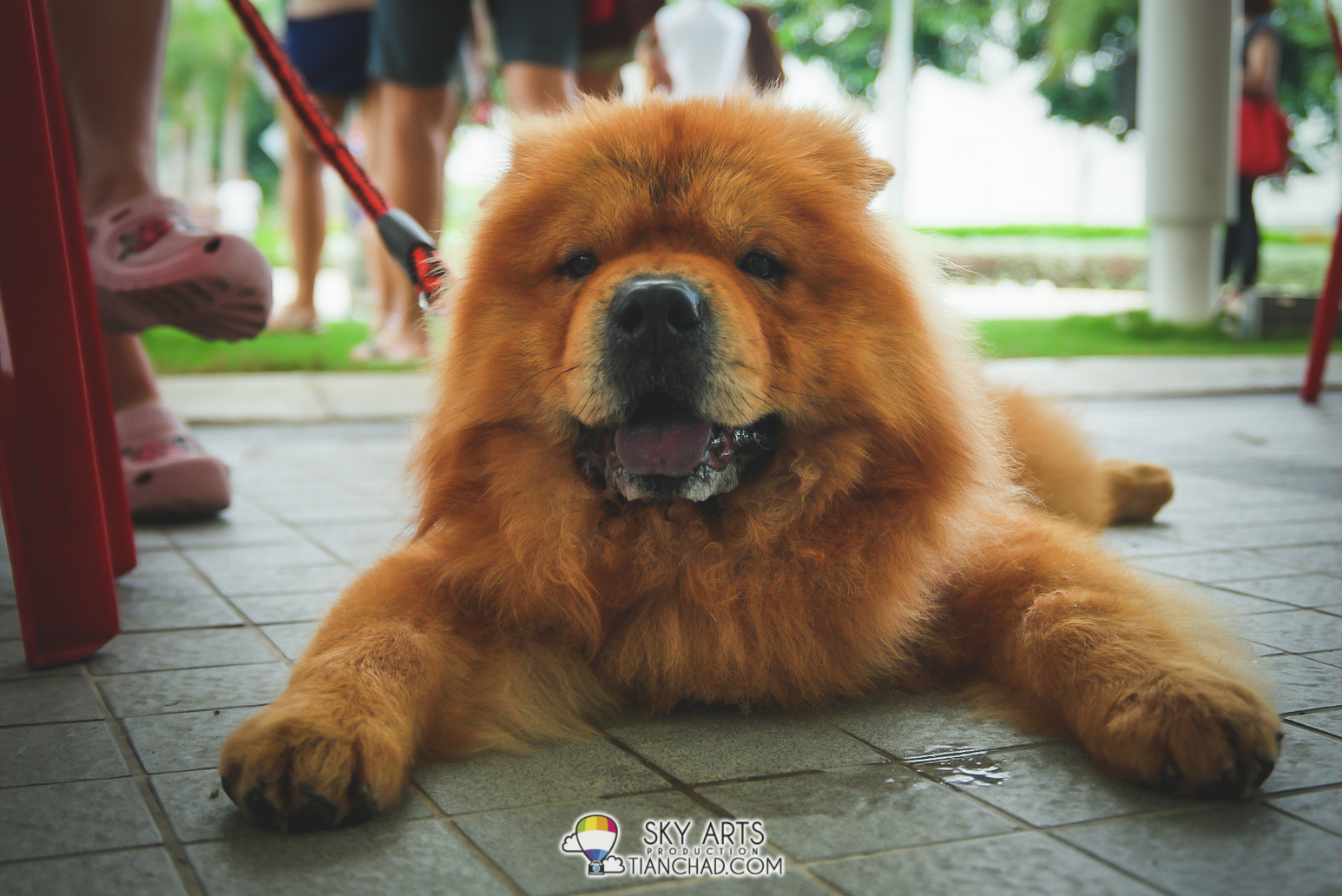 Drooling Chow Chow