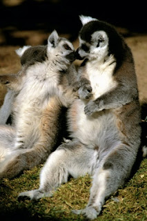 iphone  background wallpaper