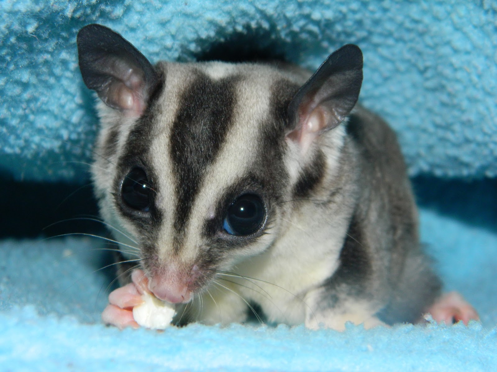 The Compulsive Ramblings Of A Philotherian Sugar glider love...
