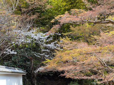 Someiyoshino sakura (Prunus × yedoensis) blossoms: Engaku-ji