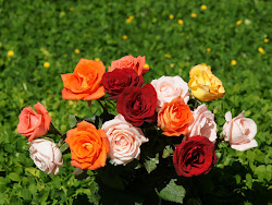 rose wallpapers flowers roses planets