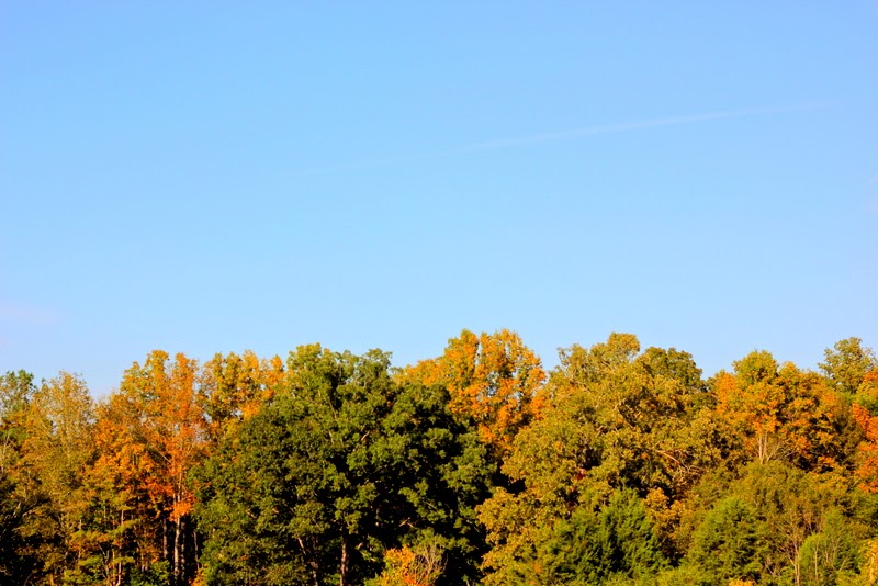 changing leaves changing leaves