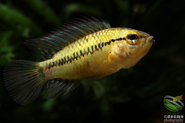 Apistogramma cf. sp. pacman