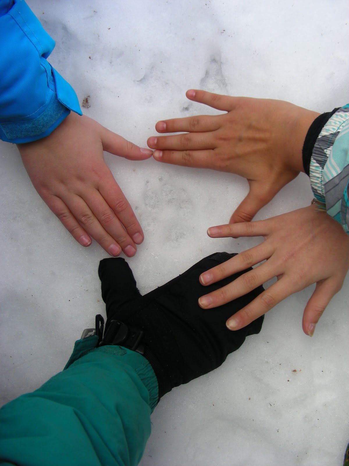 Branchés sur la faune Connected to wildlife StÉdouard, Lac Brome
