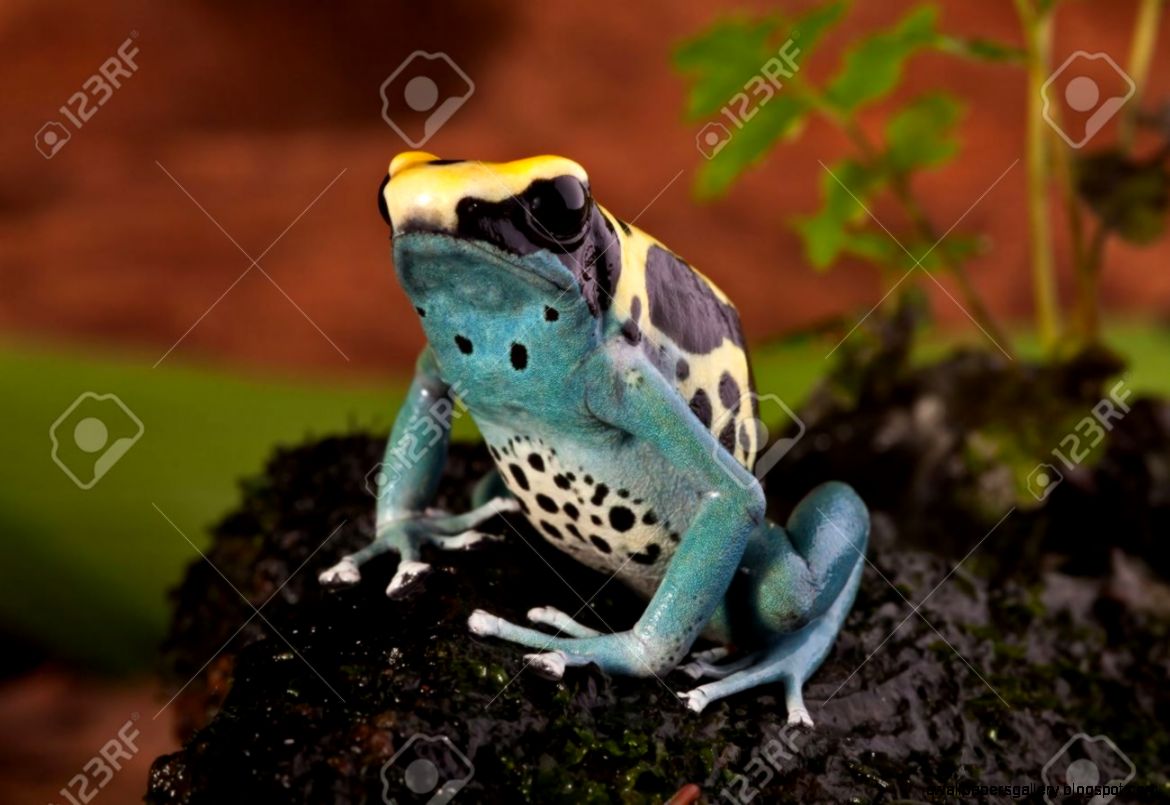 Poison Frog Of Amazon Rainforest Beautiful Tropical Jungle Animal