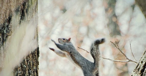 A Little Piece of Me: Squirrel Jump