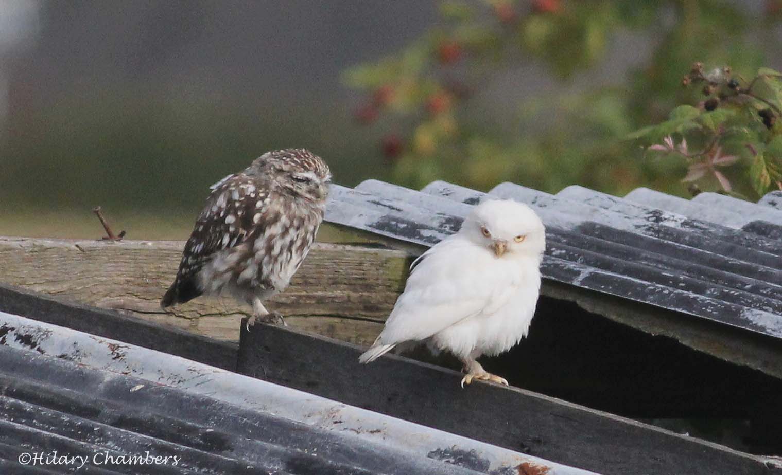 Er sucht sie owl