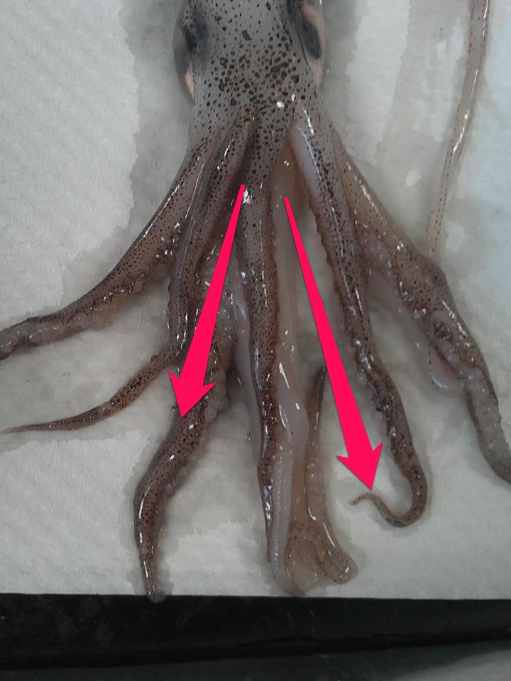 Josh's Biology Blog Squid Dissection!