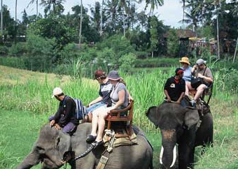 elephants in the Bakas village
