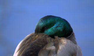 Mallard Duck HD Wallpapers