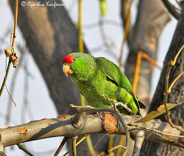 TWO BIRDERS TO GO: The Parrots of Southern California