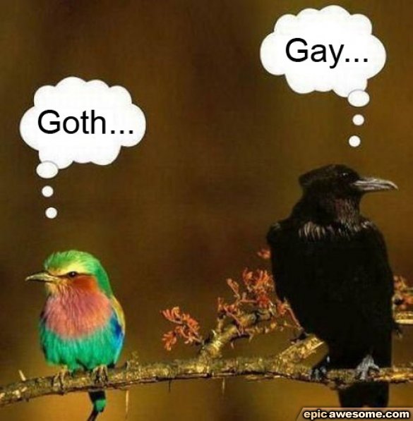 [Image: funny-birds.jpg]