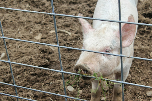 Pig at Berlin Orchards