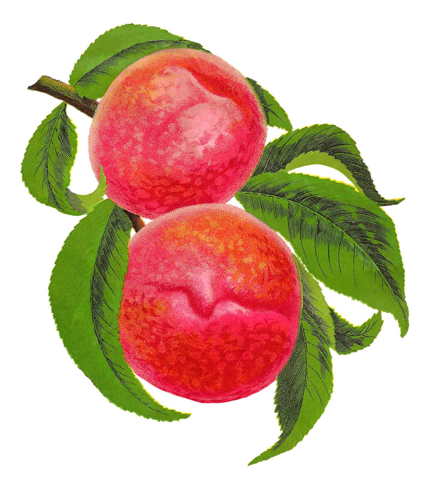 Antique Images Antique Stock Illustration Fruit Peach Botanical