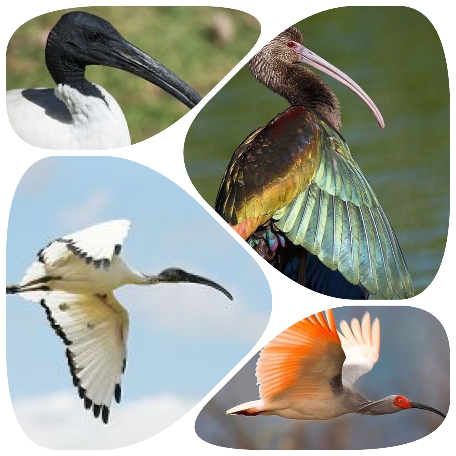 daybyday I is for Ibis