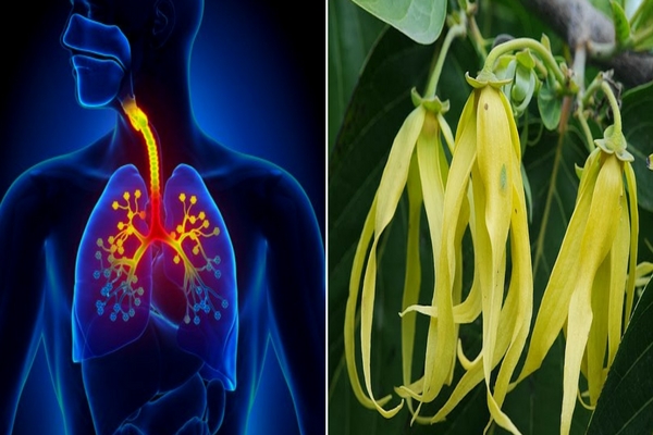 20 Rahasia Bunga Kenanga yang Bermanfaat Untuk Kesehatan Sejak Zaman Dahulu