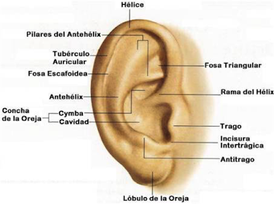 Resultado de imagen para partes mas importantes del oido auriculoterapia