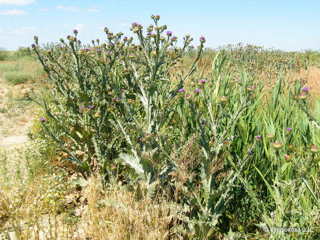 Сорные растения казахстана