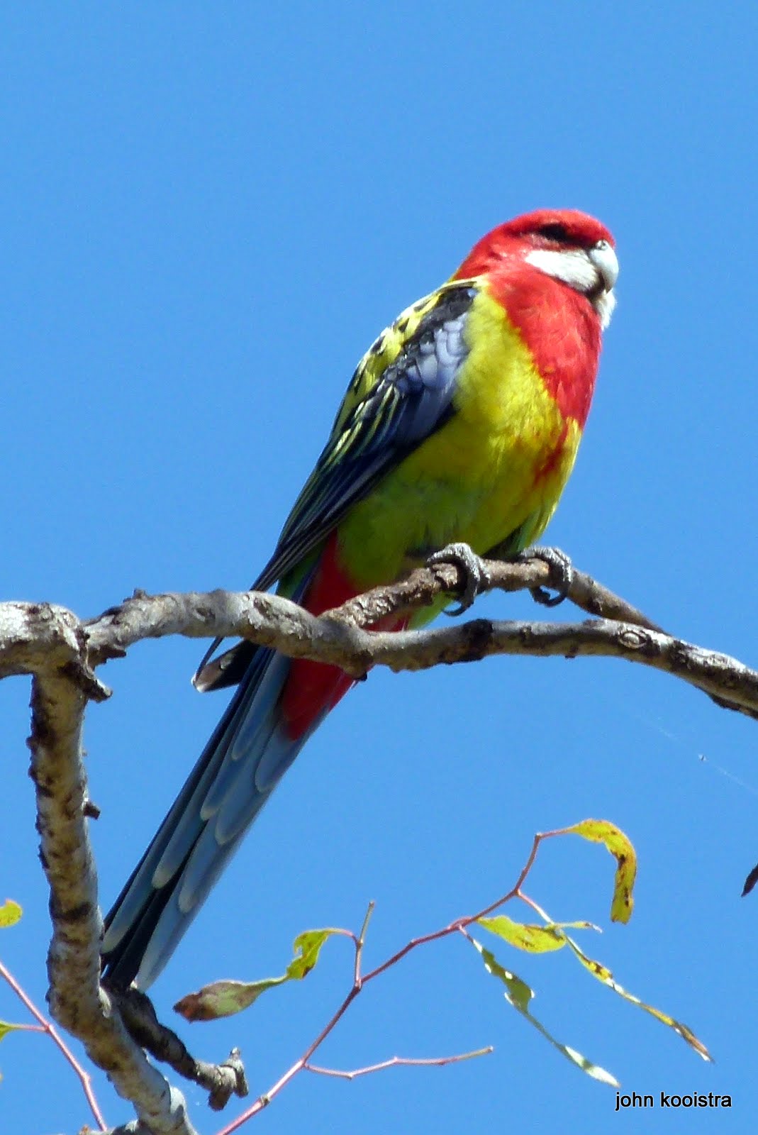 QUEENSLAND BIRDER Birds and the natural world at home and away. DOWN ON THE FARM