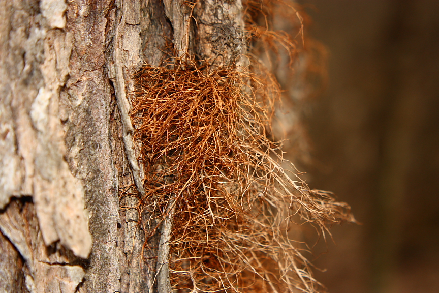 Pelo amor de borboletas e mariposas: o que Ã© isto, o que Ã© isso?!