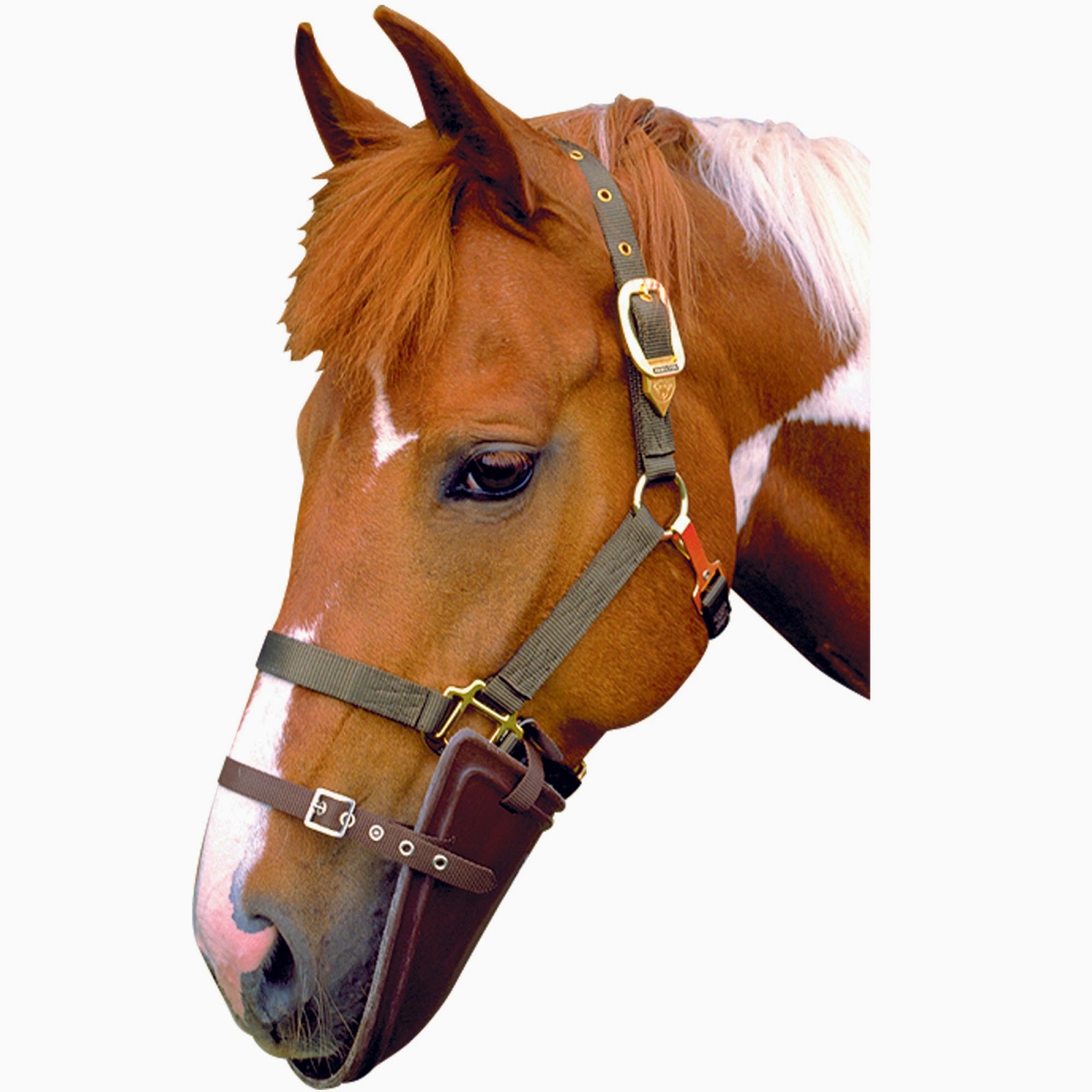 Horse Life and Love Vices or Stereotypies in Horses