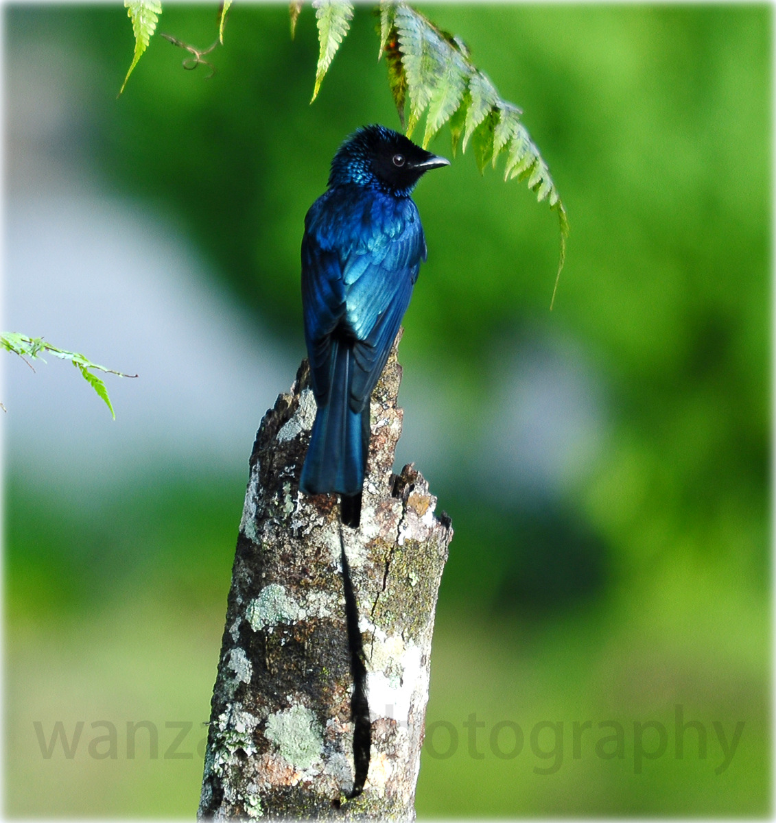 wanzai99 PHOTOGRAPHY: Burung Cecawi Hamba Kera