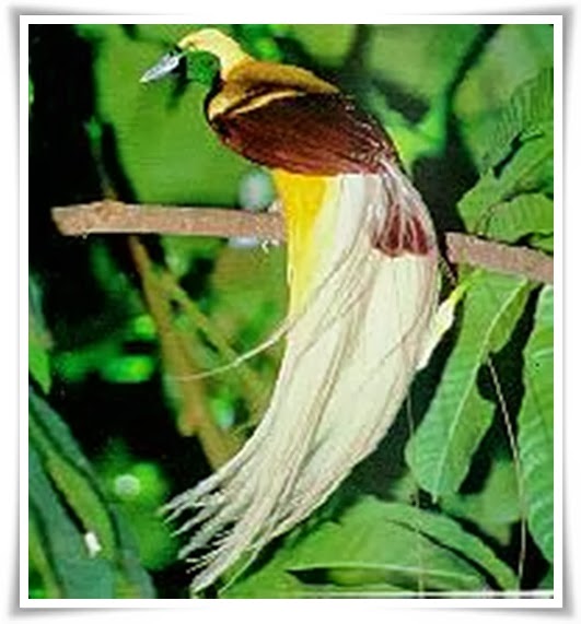 Contoh Teks Deskripsi Tentang Burung Cendrawasih - Simak 