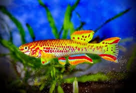 Killi Fundulopanchax Gardneri Killi Fundulopanchax Gardneri