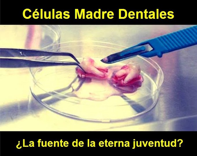 ENTREVISTA: Células Madre Dentales ¿La fuente de la eterna juventud?