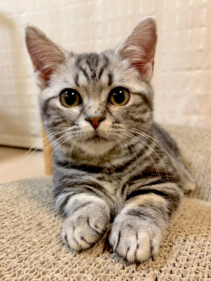 Fumioto Music Blog 子猫 マンチカンのそらちゃん