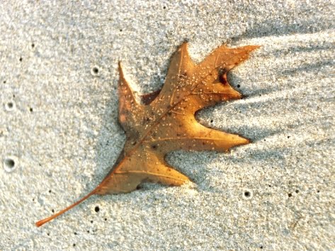 leaf on the beach photograph