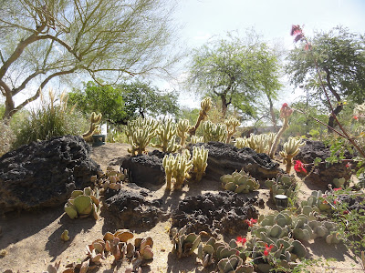 Scene from Ethel M's Chocolate Factory and Cactus Garden