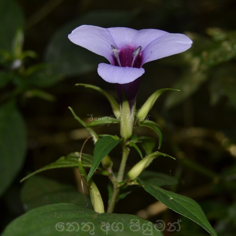 Barleria involucrata Nees