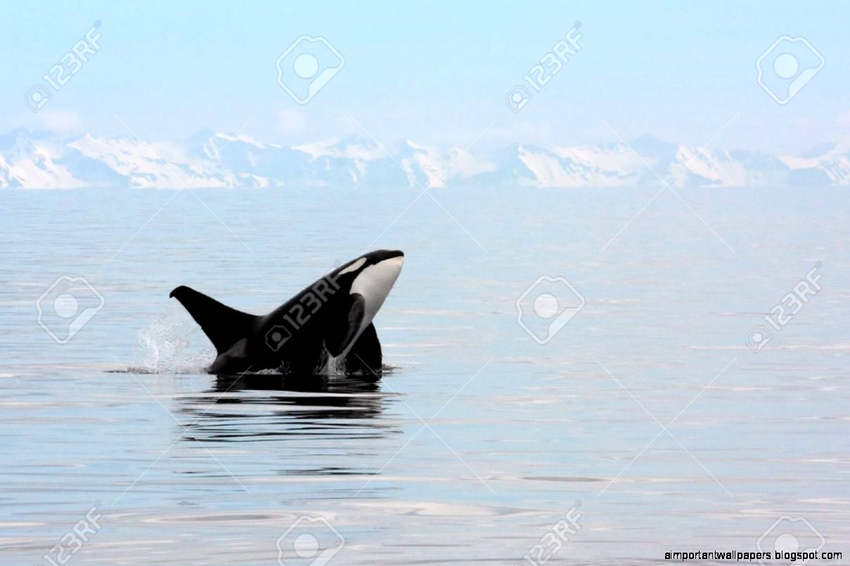 Killer Whale Breaching In Prince William Sound Alaska Stock Photo