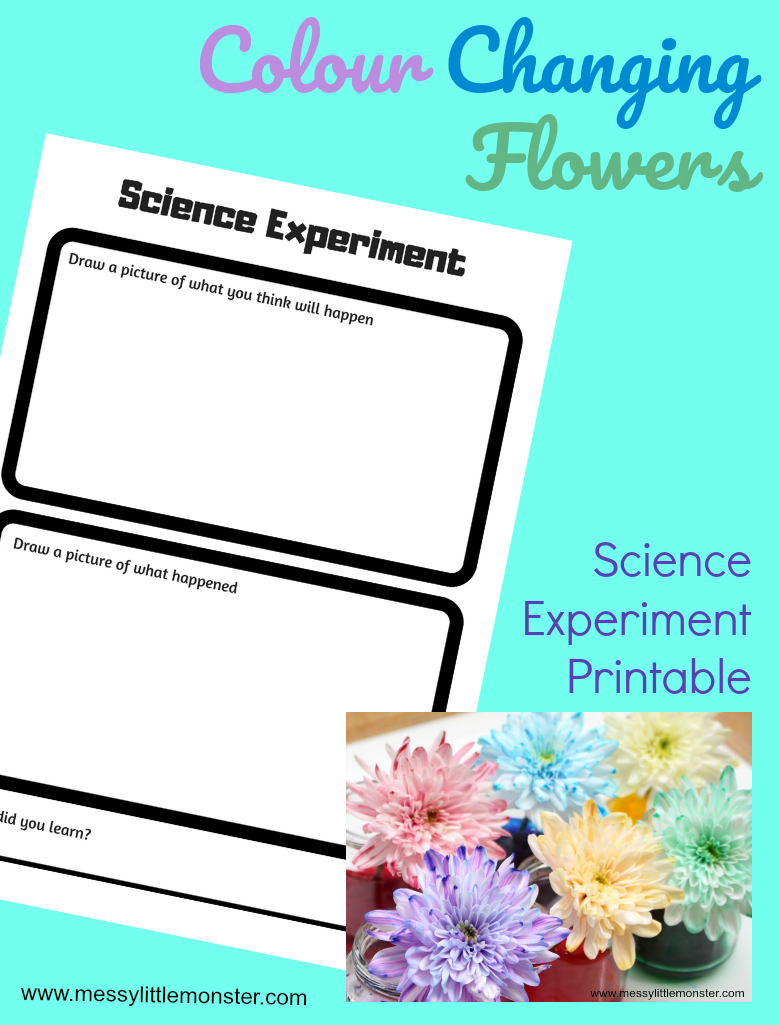 Farbwechsel Blumen Science Experiment Druckbare Arbeitsblatt