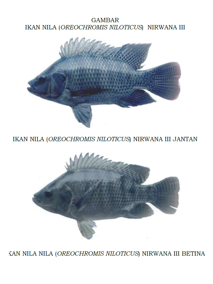 Komunitas Penyuluh Perikanan Sosialisasi Pelepasan Ikan Nila Oreochromis Niloticus Nirwana Iii