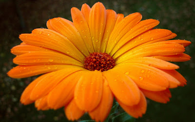 margarita-de petalos-color-naranja