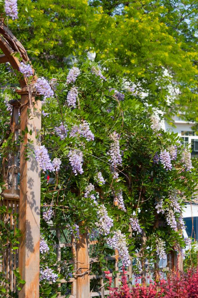 My Dream Garden Honeybelle, Wisteria, Trumpet Vine